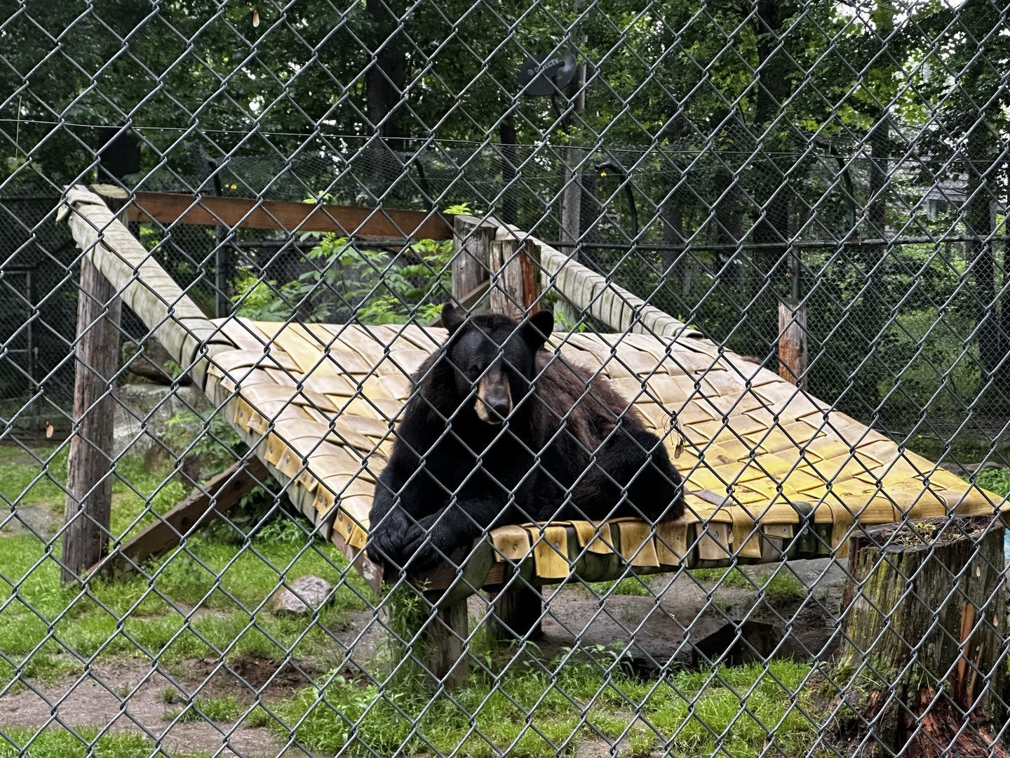 American Black Bear - biggest one I've seen?