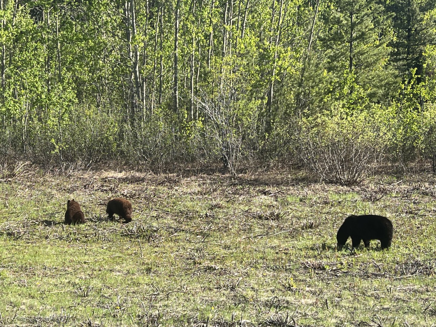 American Black Bear - British Columbia