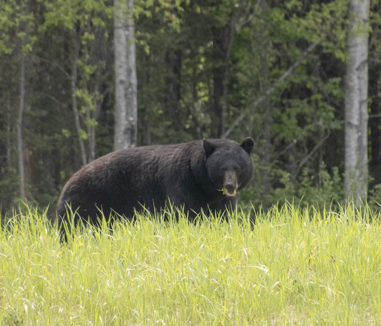 American Black Bear - British Columbia