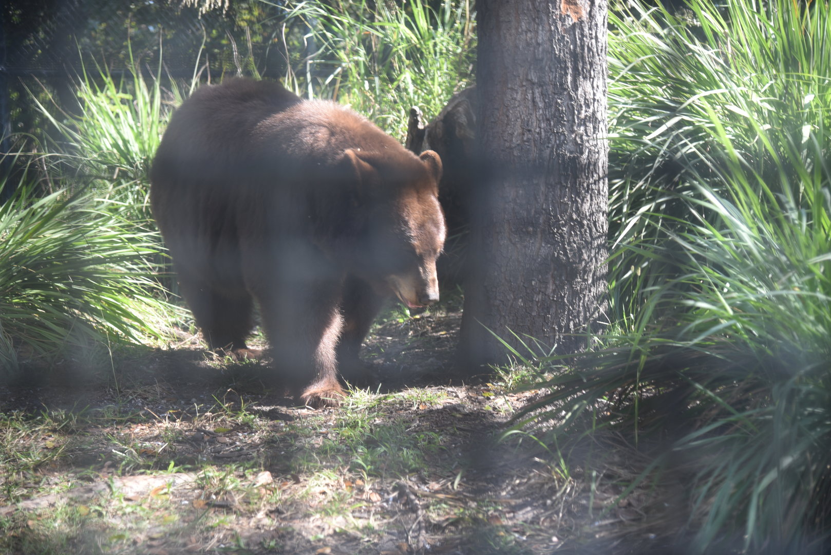 American Black Bear (Brown Morph, not a Brown Bear. He is an American Black Bear)