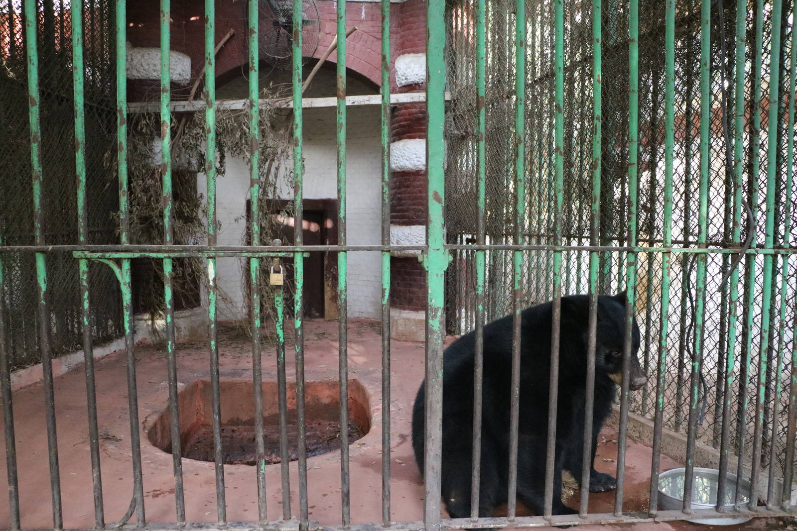 American black bear cage, February 2016