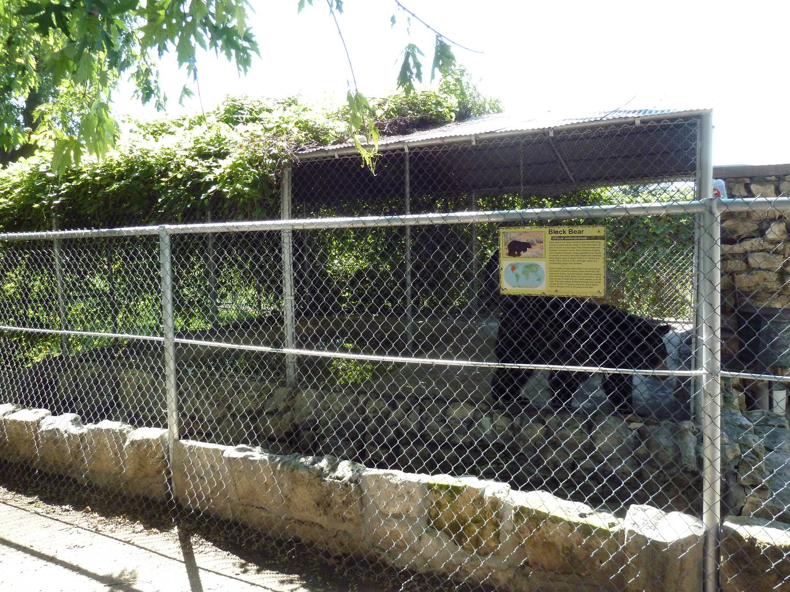 American Black Bear Cage