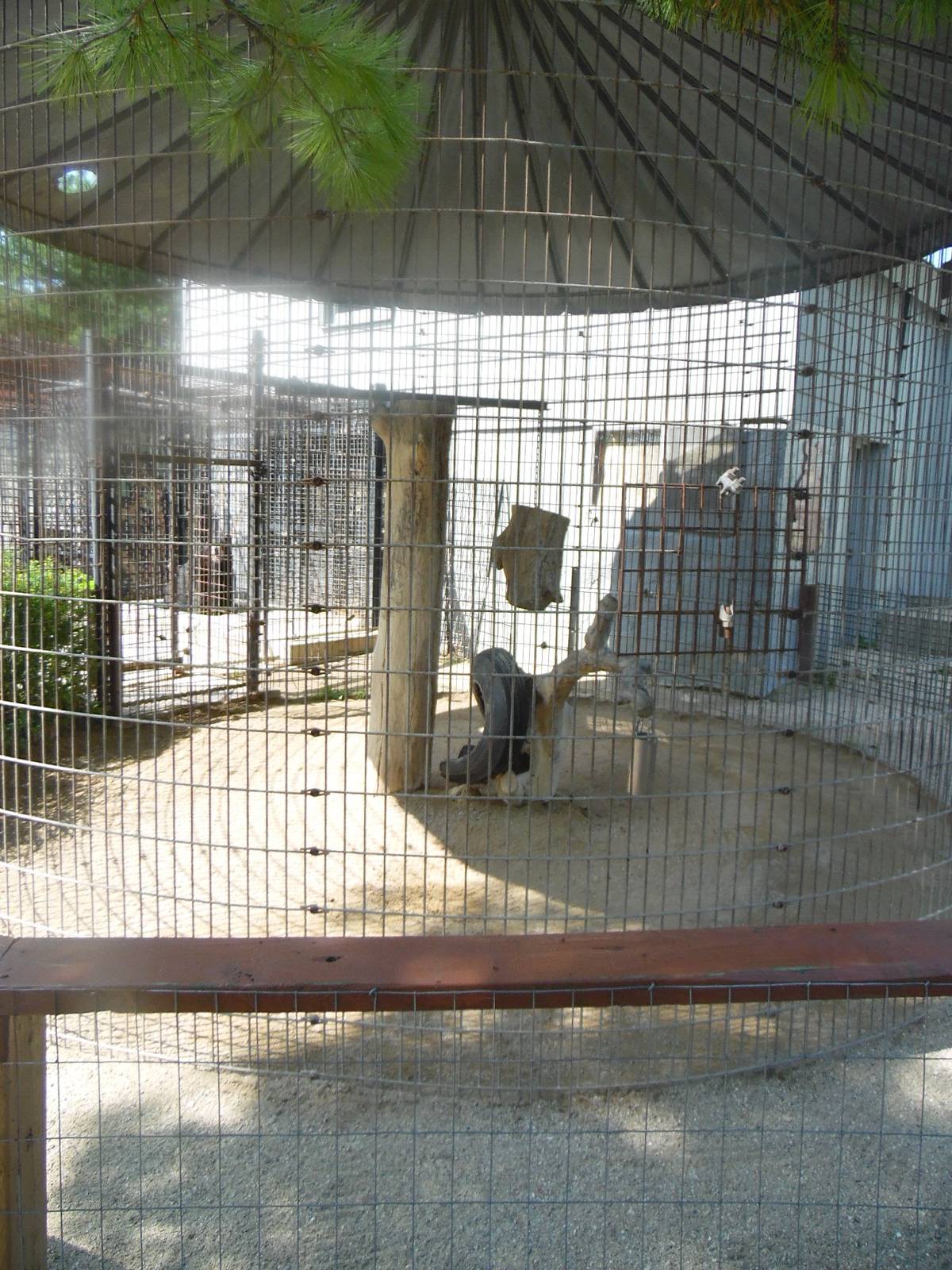 American Black Bear Cage