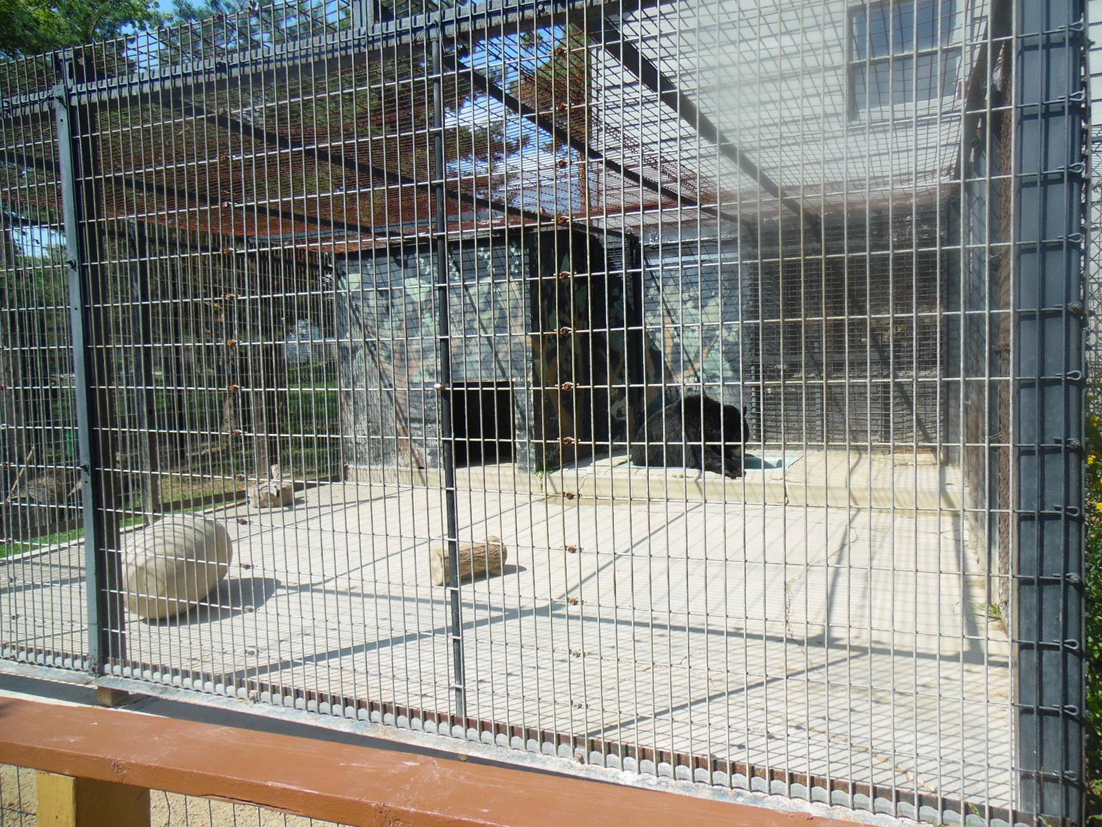 American Black Bear Cage