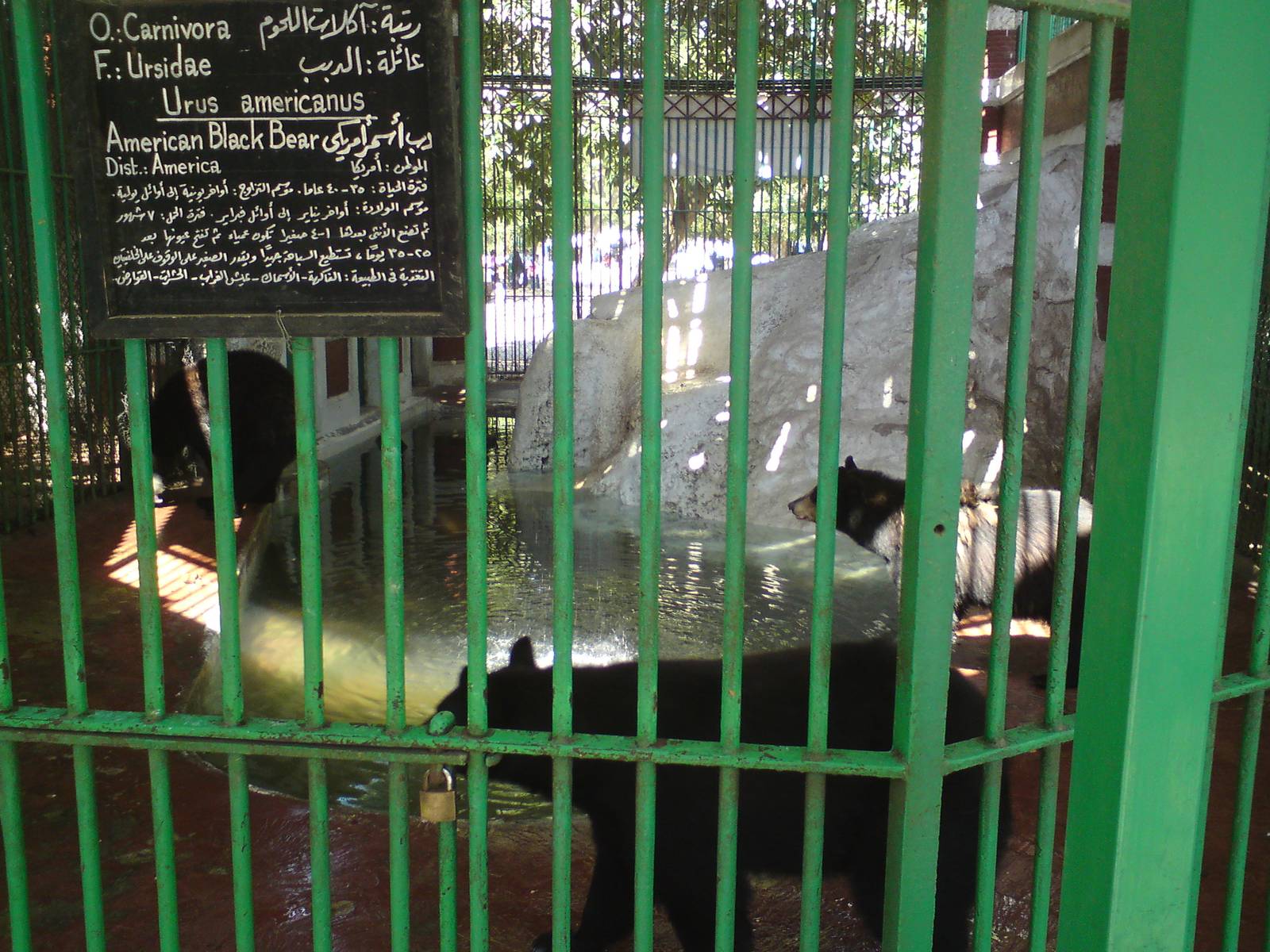 American black bear cage