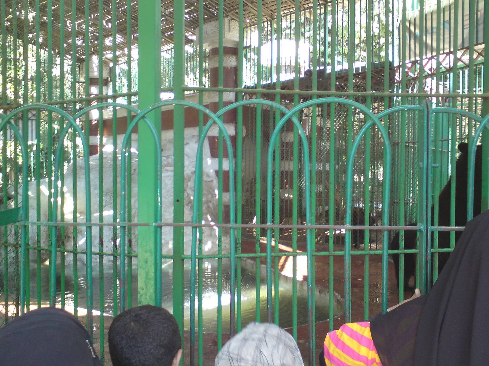 American black bear cage