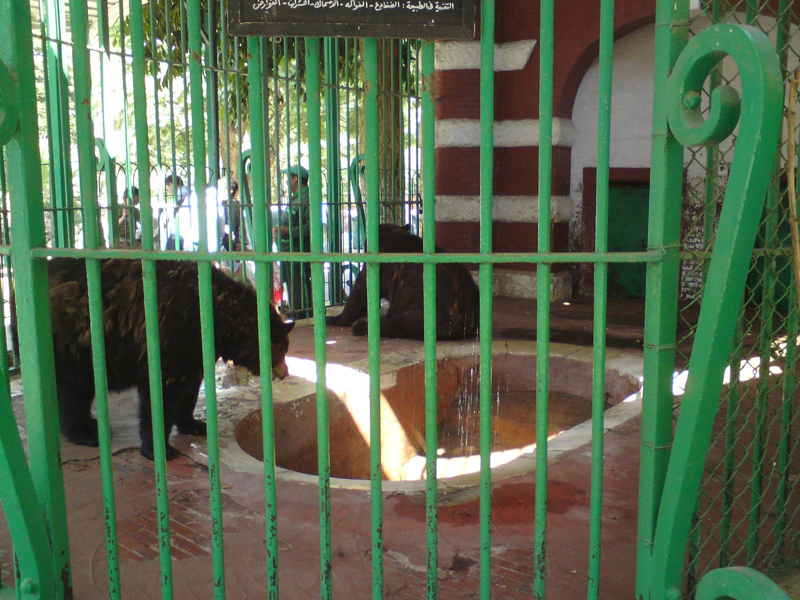 American black bear cage