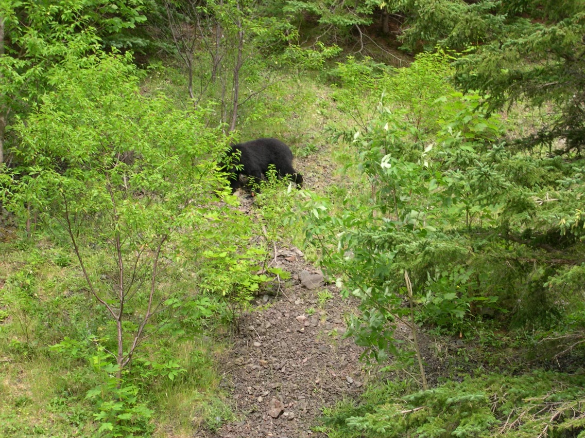 American black bear, Cape Bretton (4th August 2004)