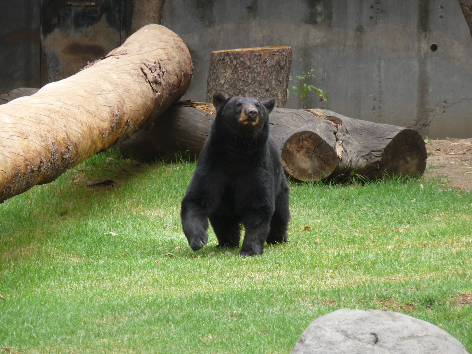 american black bear chapultepec zoo