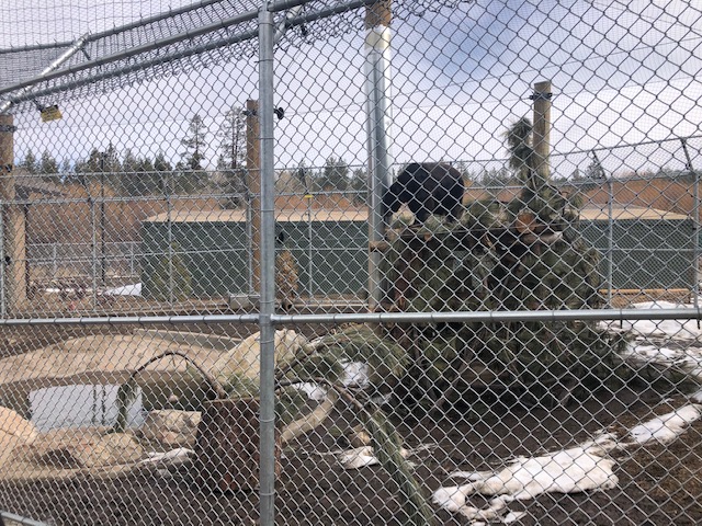 American Black bear climbing