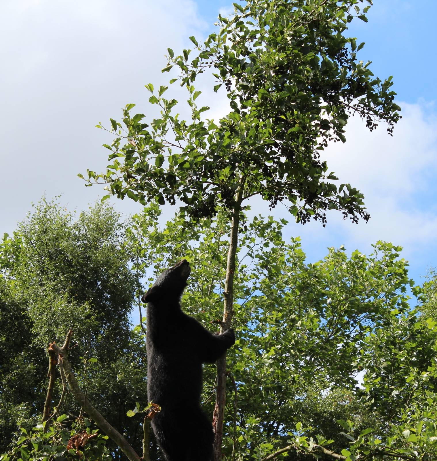American Black Bear cub half way up a tree