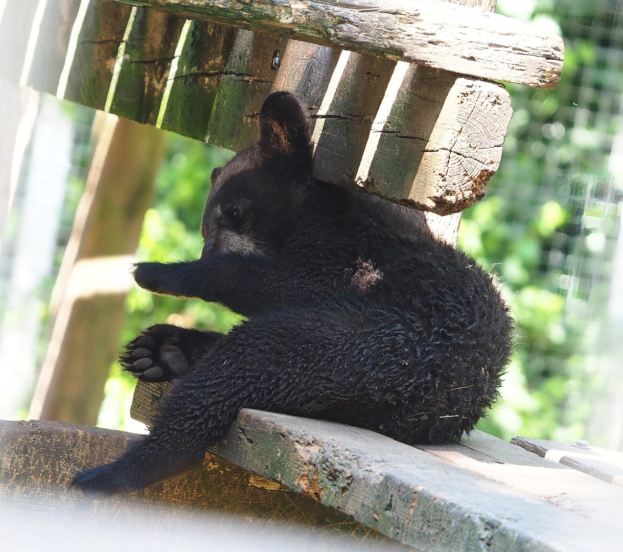 American black bear cub (Ursus americanus), 2023-05-31
