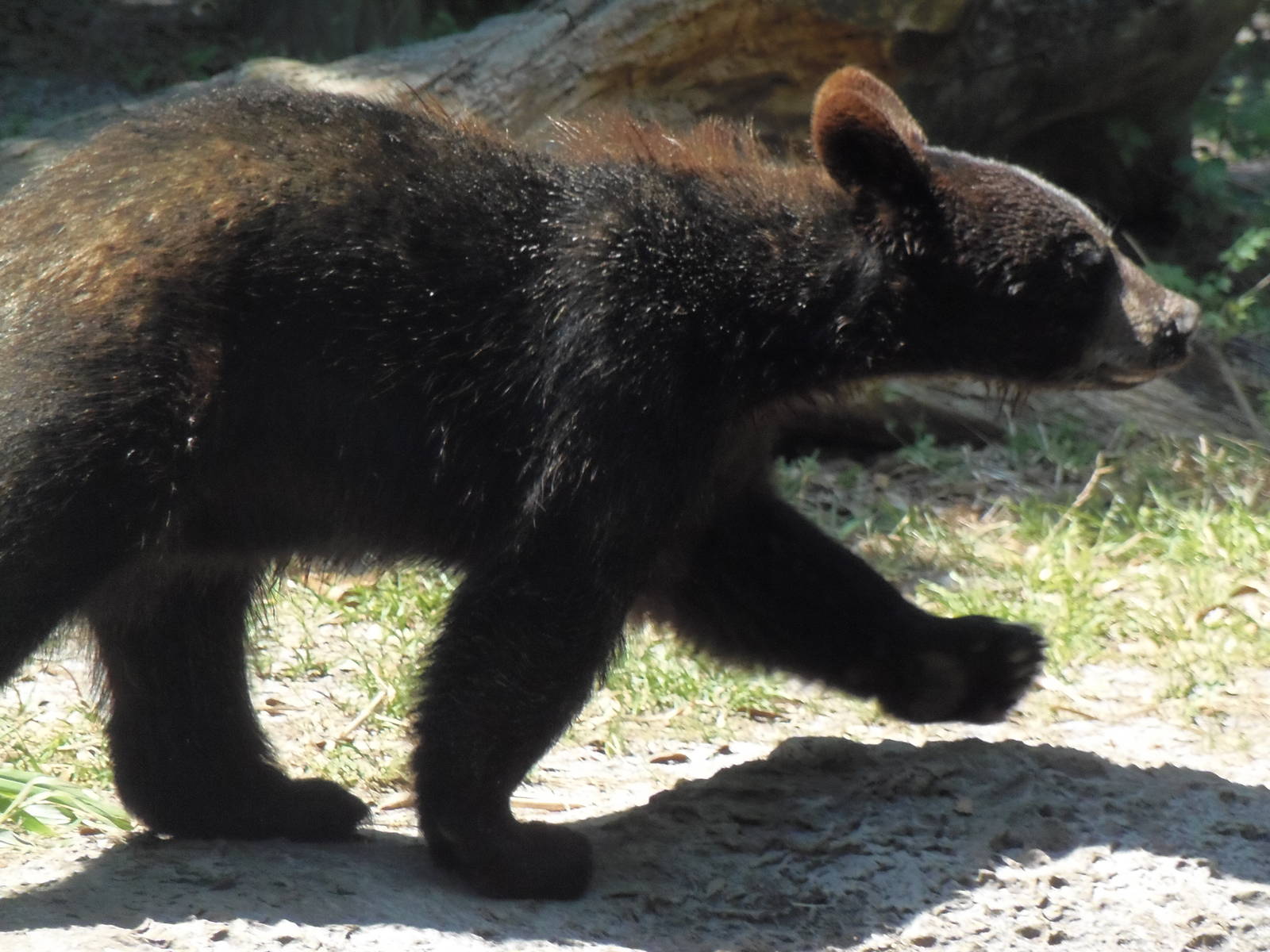 American Black Bear Cub