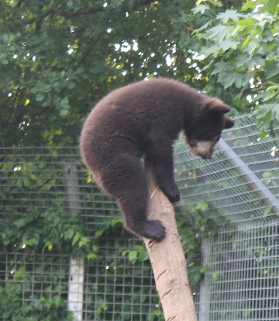 American black bear-cub