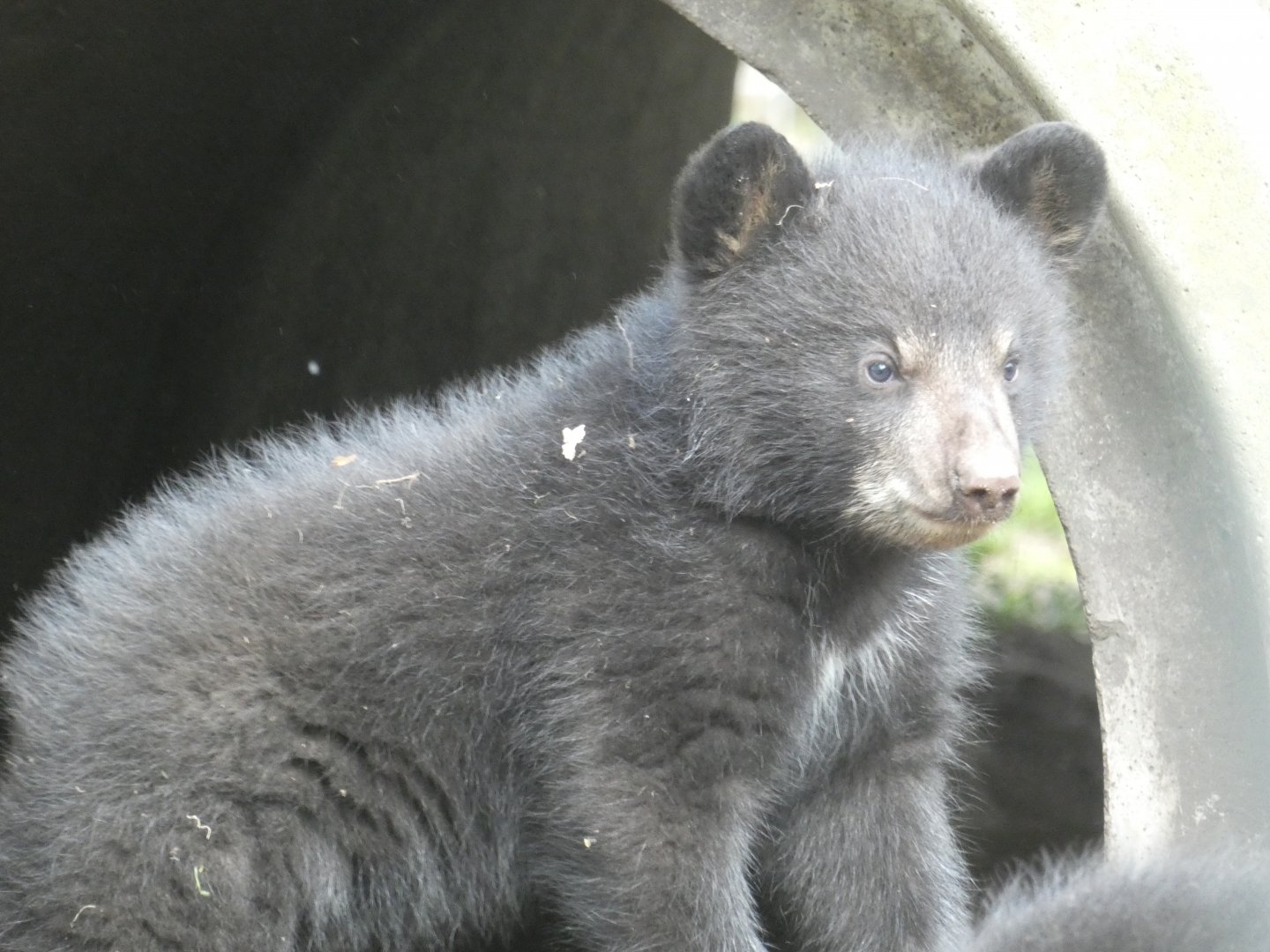 American Black Bear cub