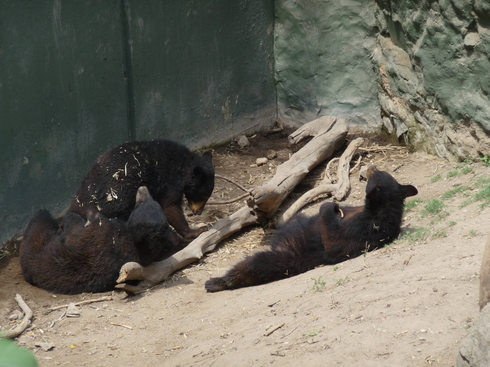 AMERICAN BLACK BEAR CUBS GUADALAJARA ZOO