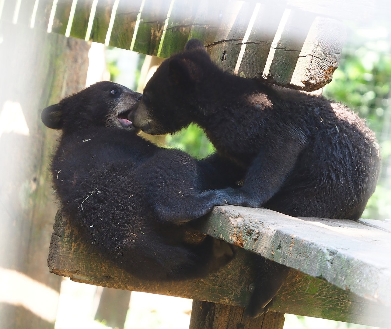 American black bear cubs (Ursus americanus), 2023-05-31