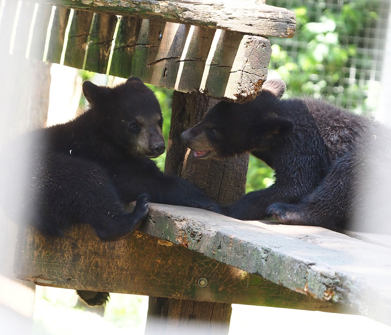 American black bear cubs (Ursus americanus), 2023-05-31