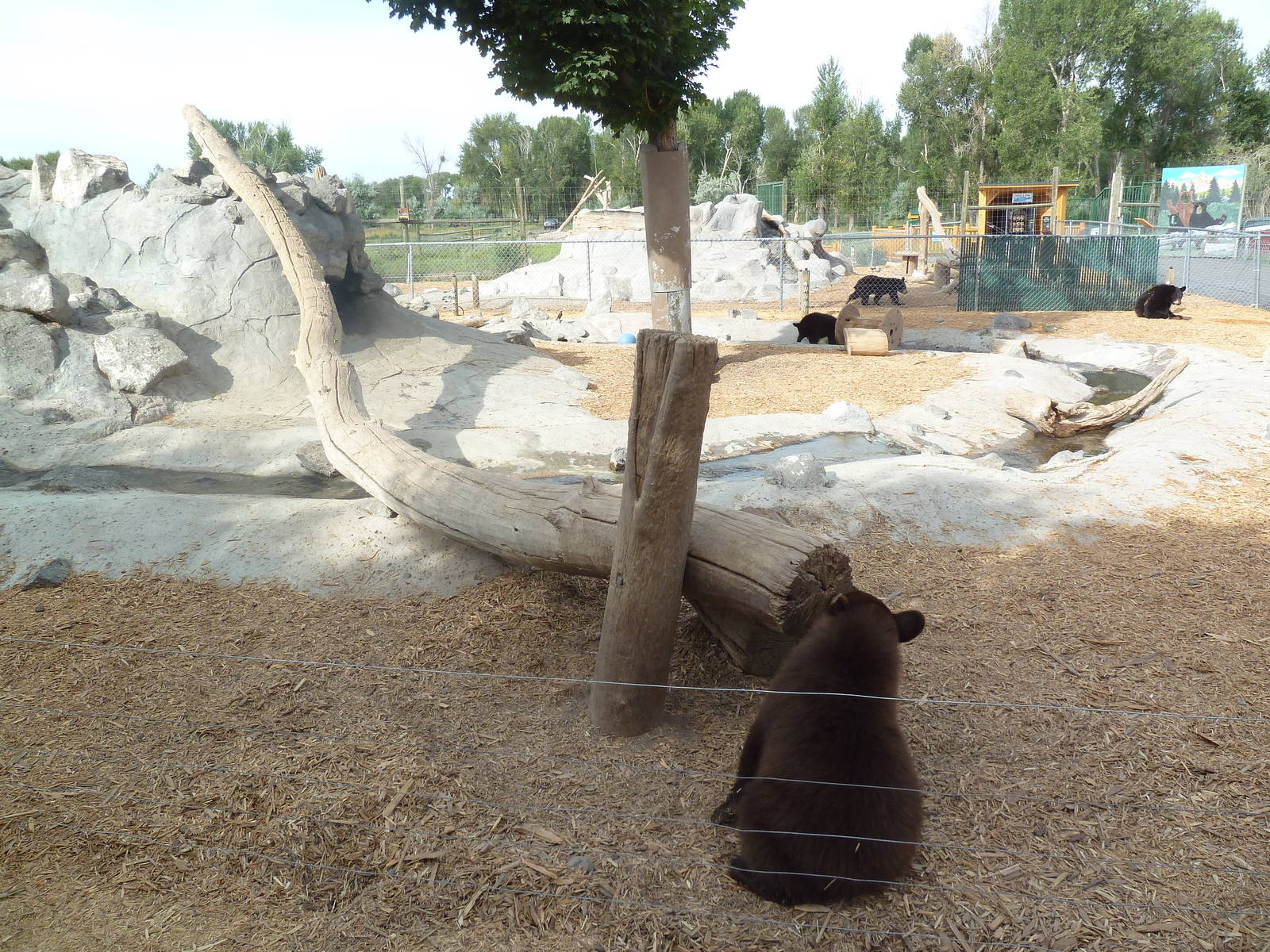 American Black Bear Cubs