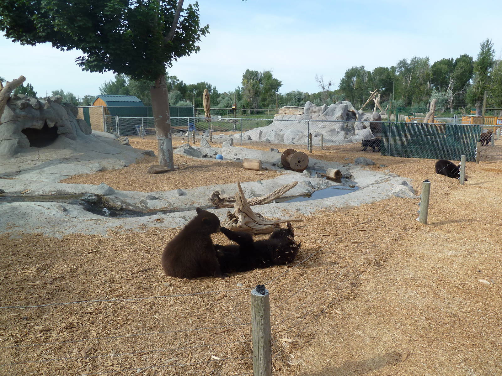 American Black Bear Cubs