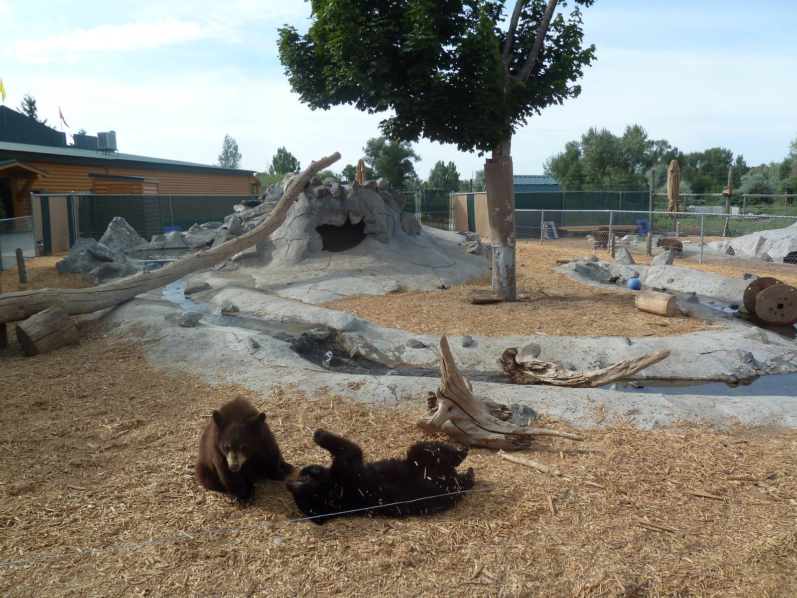American Black Bear Cubs