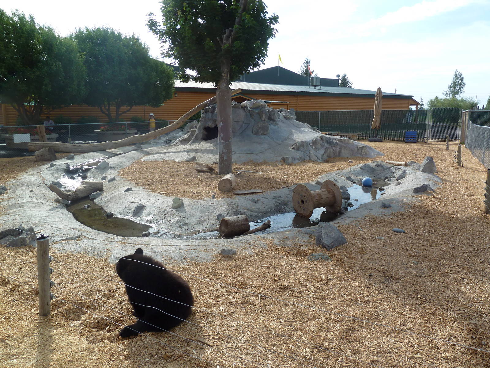 American Black Bear Cubs