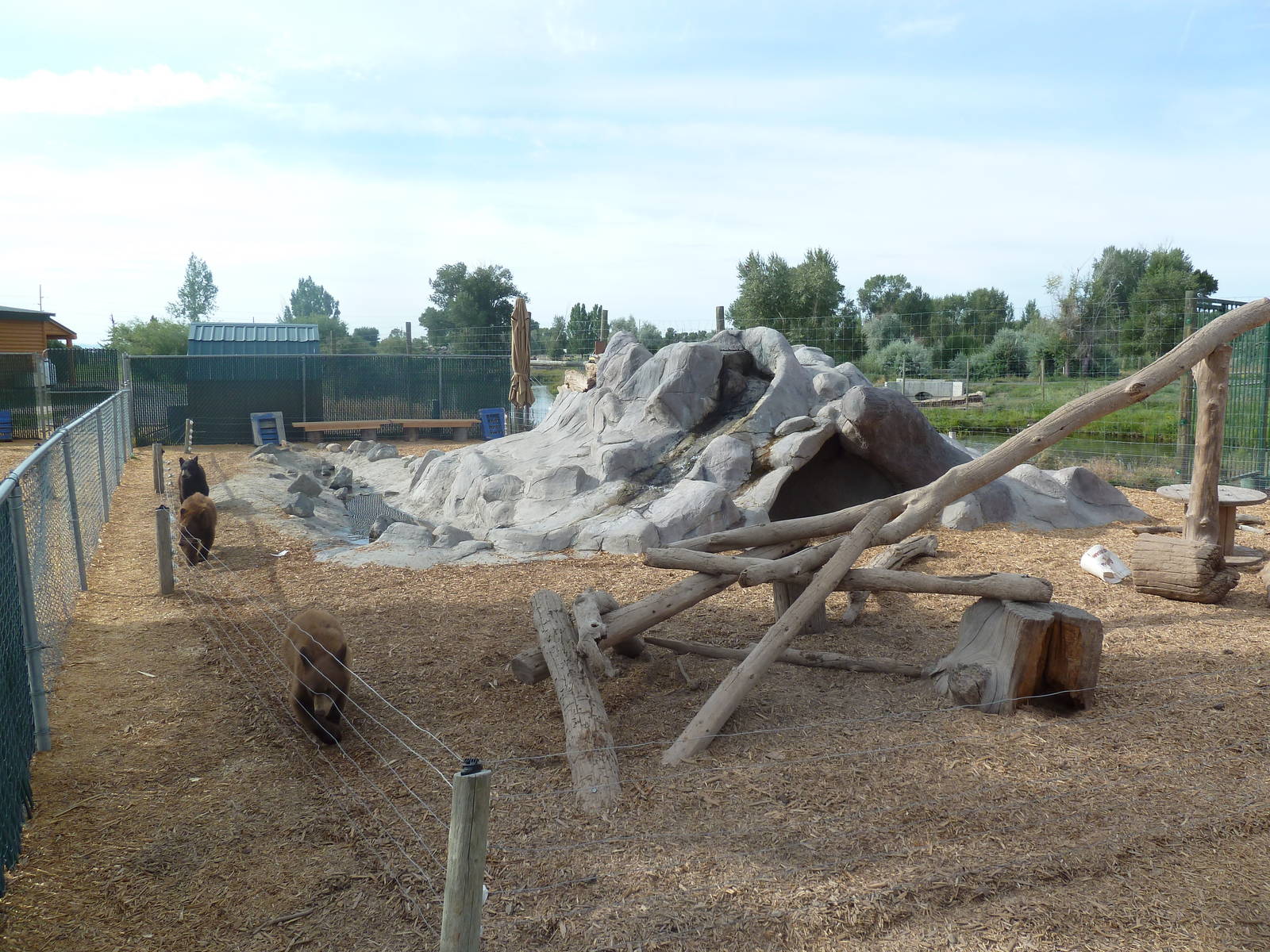 American Black Bear Cubs