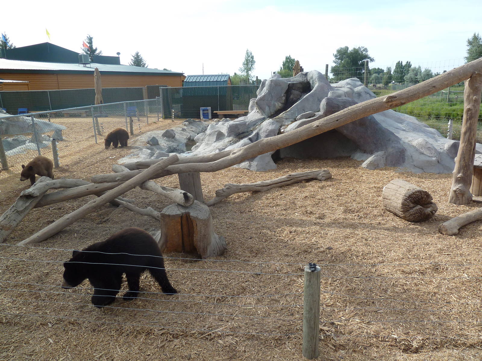 American Black Bear Cubs