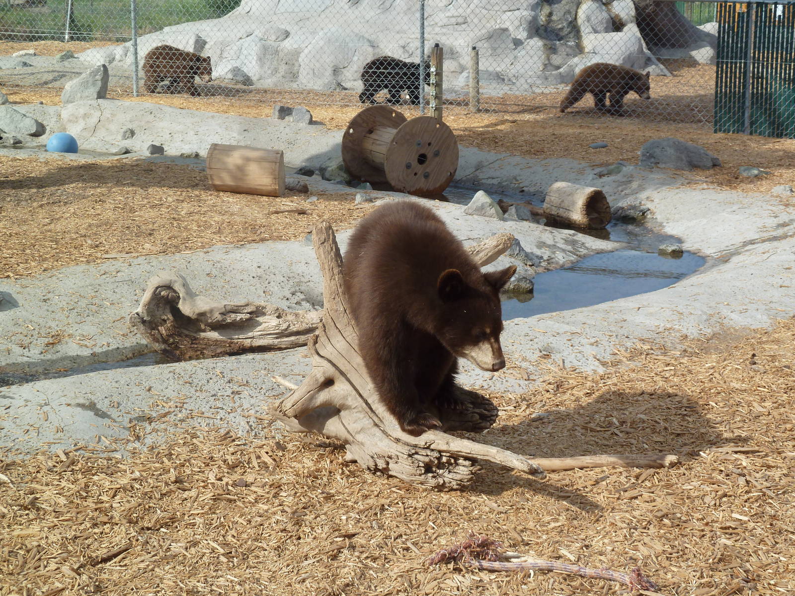 American Black Bear Cubs