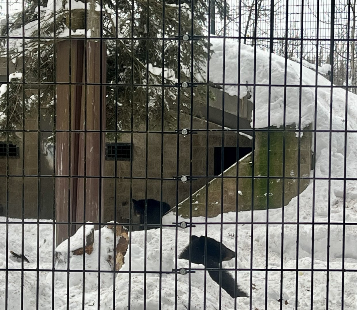 American Black Bear Cubs