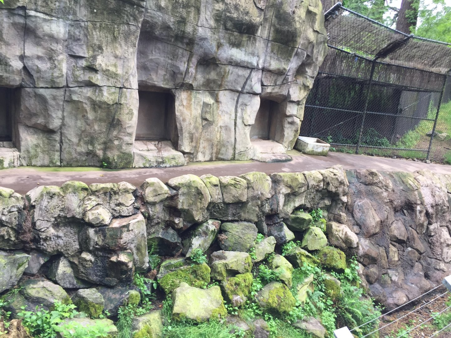 American Black Bear Dens