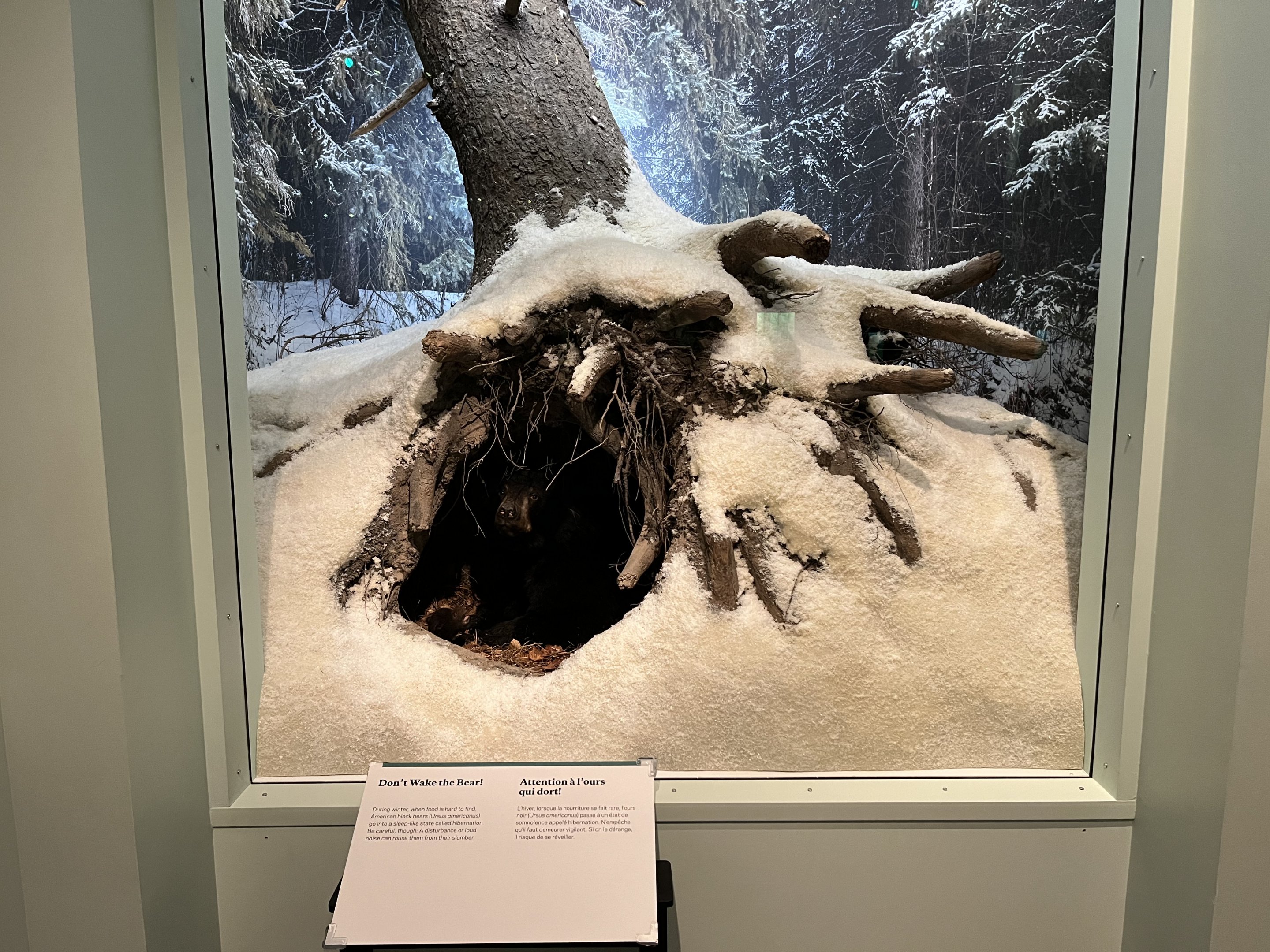 American Black Bear Diorama