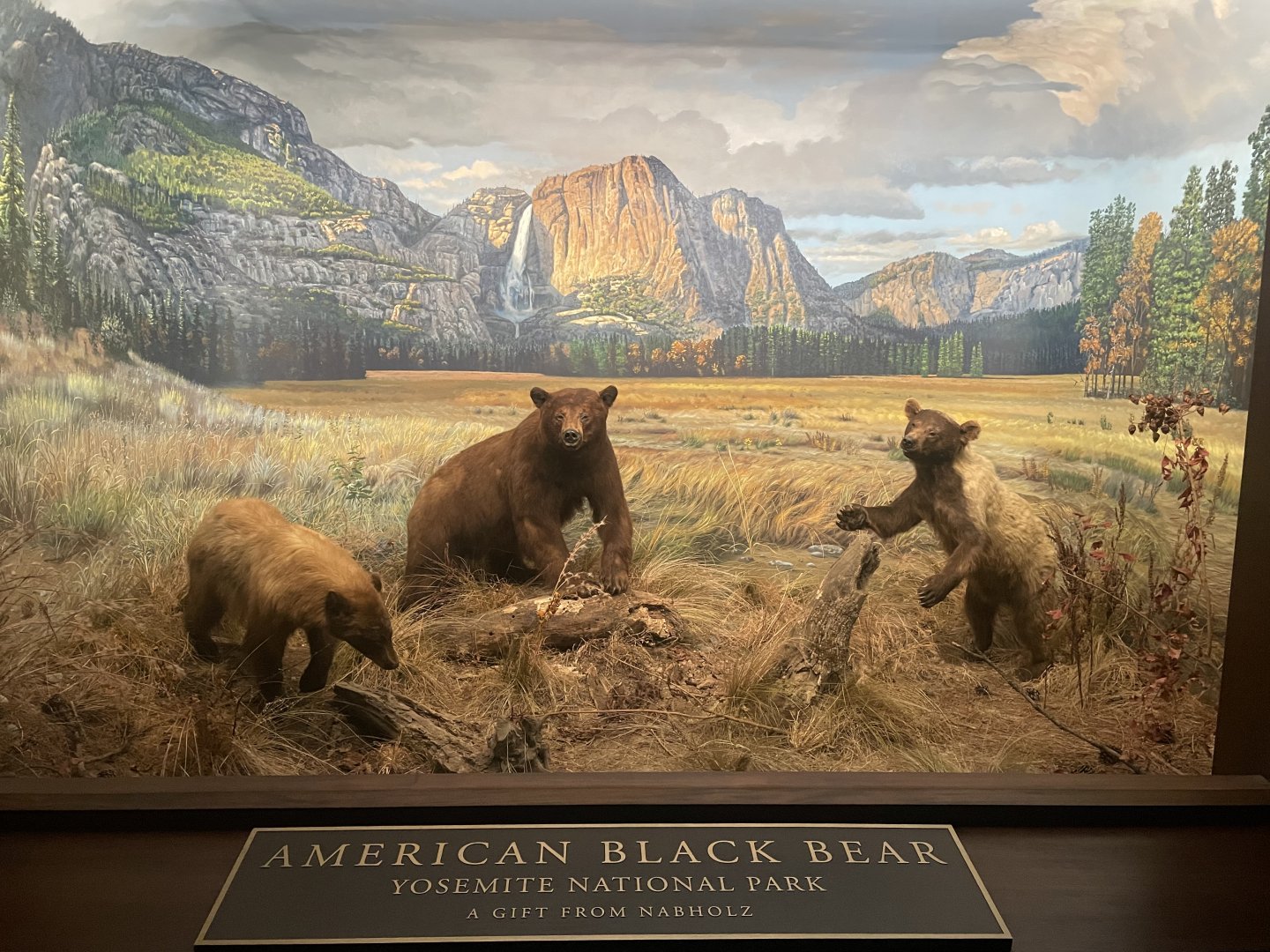 American Black Bear Diorama
