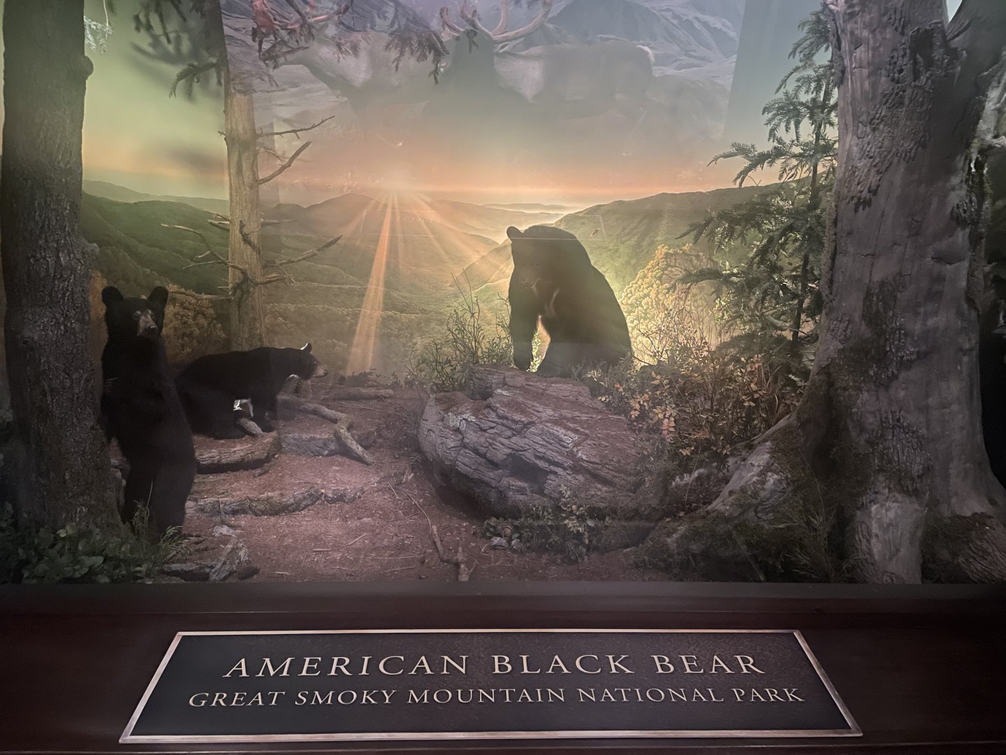 American Black Bear Diorama