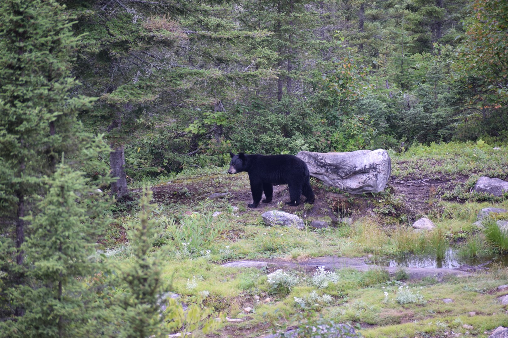 American Black Bear, Eastern Quebec