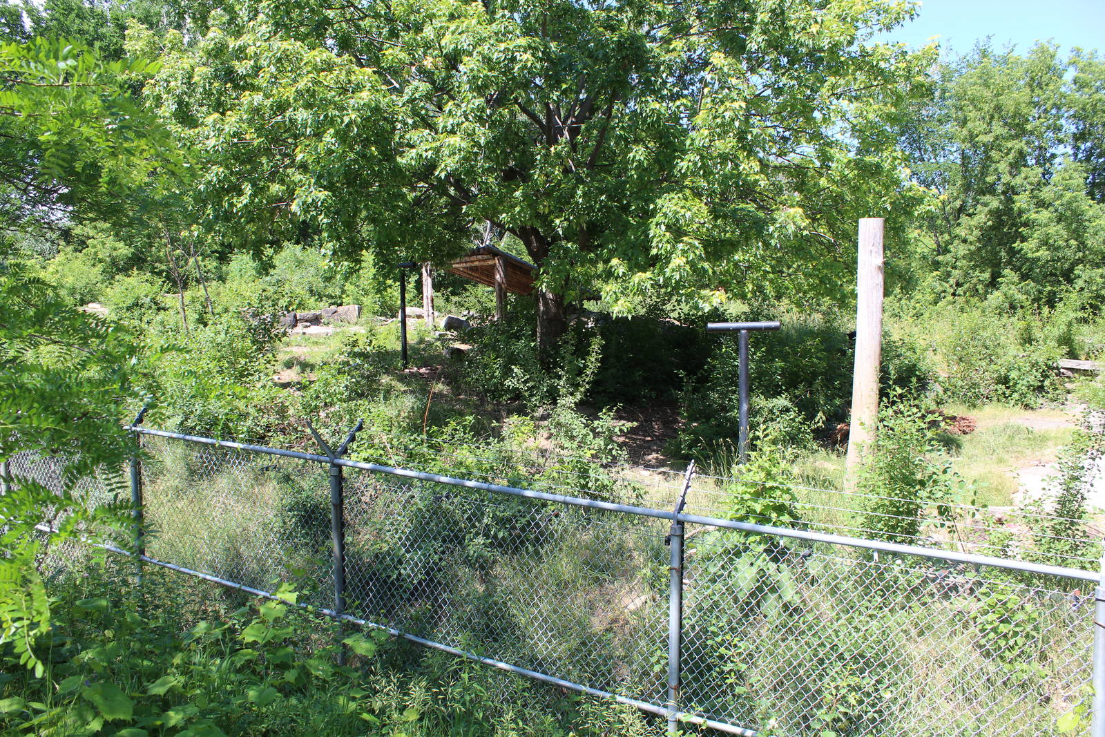 American Black Bear Enclosure - June 2016