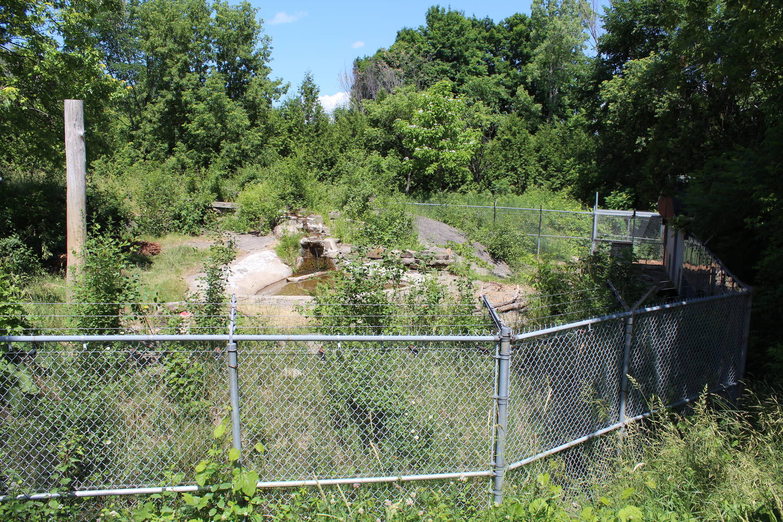 American Black Bear Enclosure - June 2016