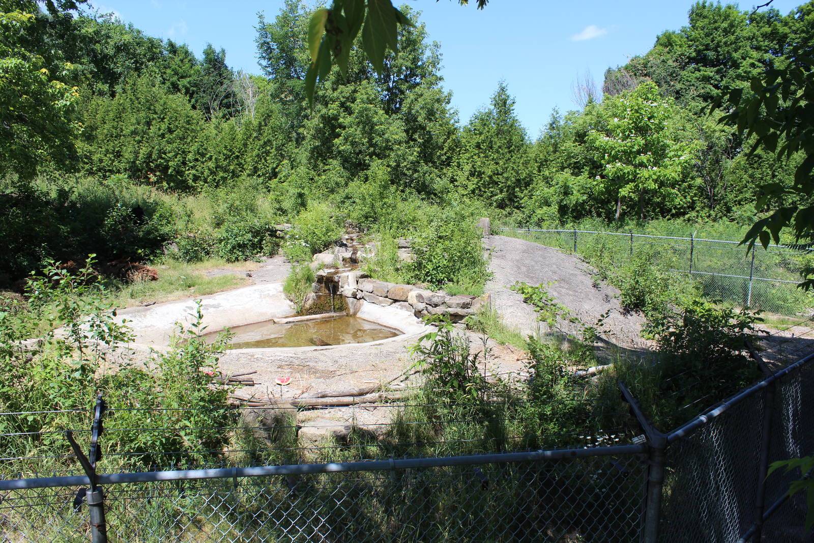 American Black Bear Enclosure - June 2016