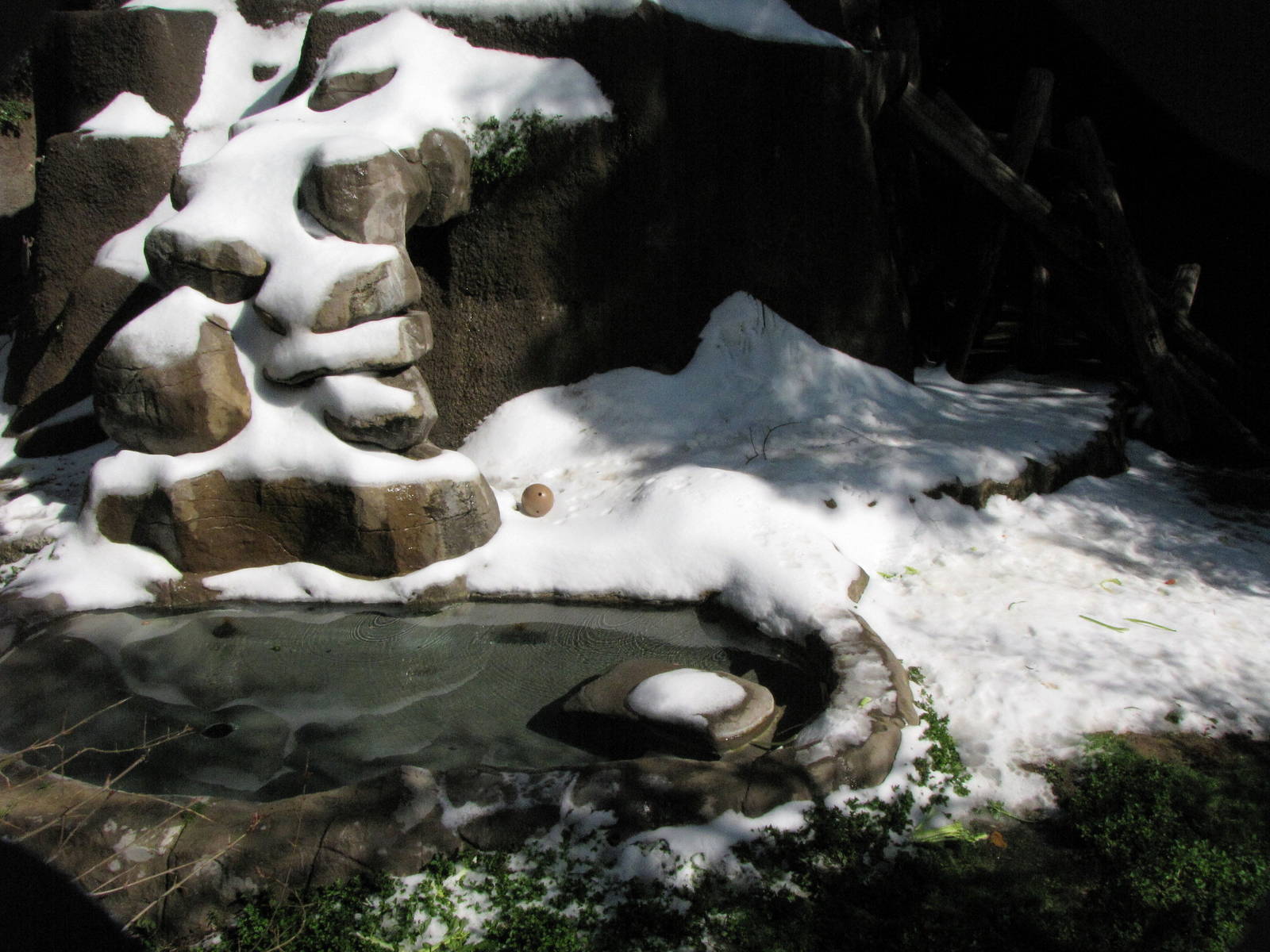 American Black Bear Enclosure: Snow Day 2