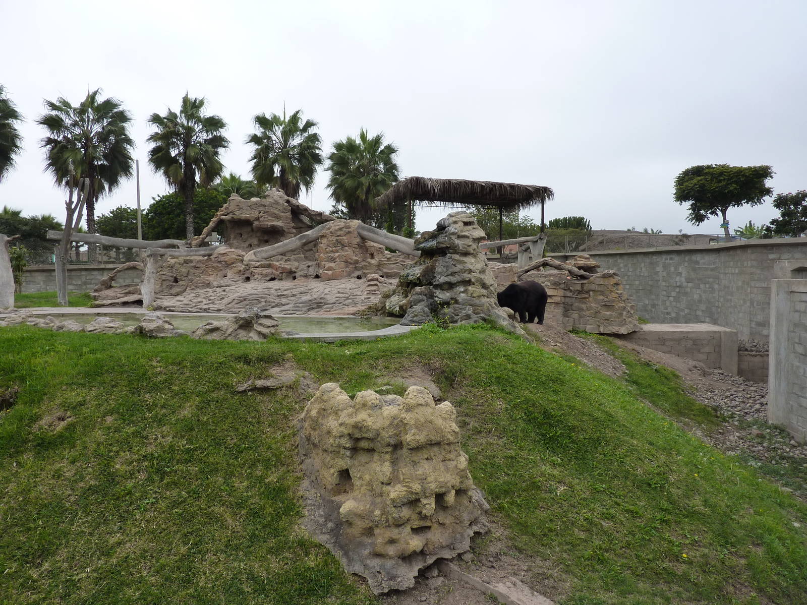 American Black Bear enclosure