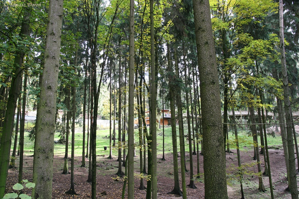 American Black Bear enclosure