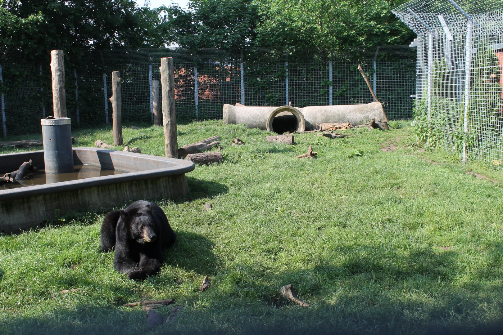 American Black Bear Enclosure