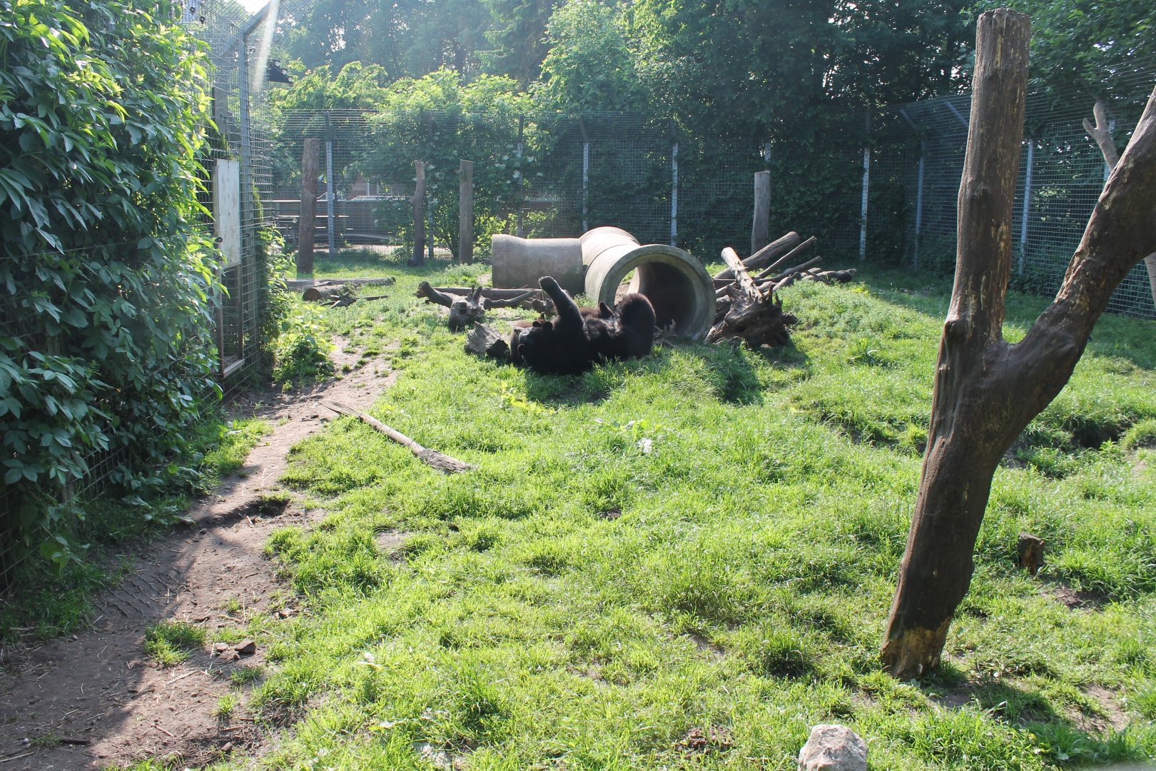 American black bear enclosure