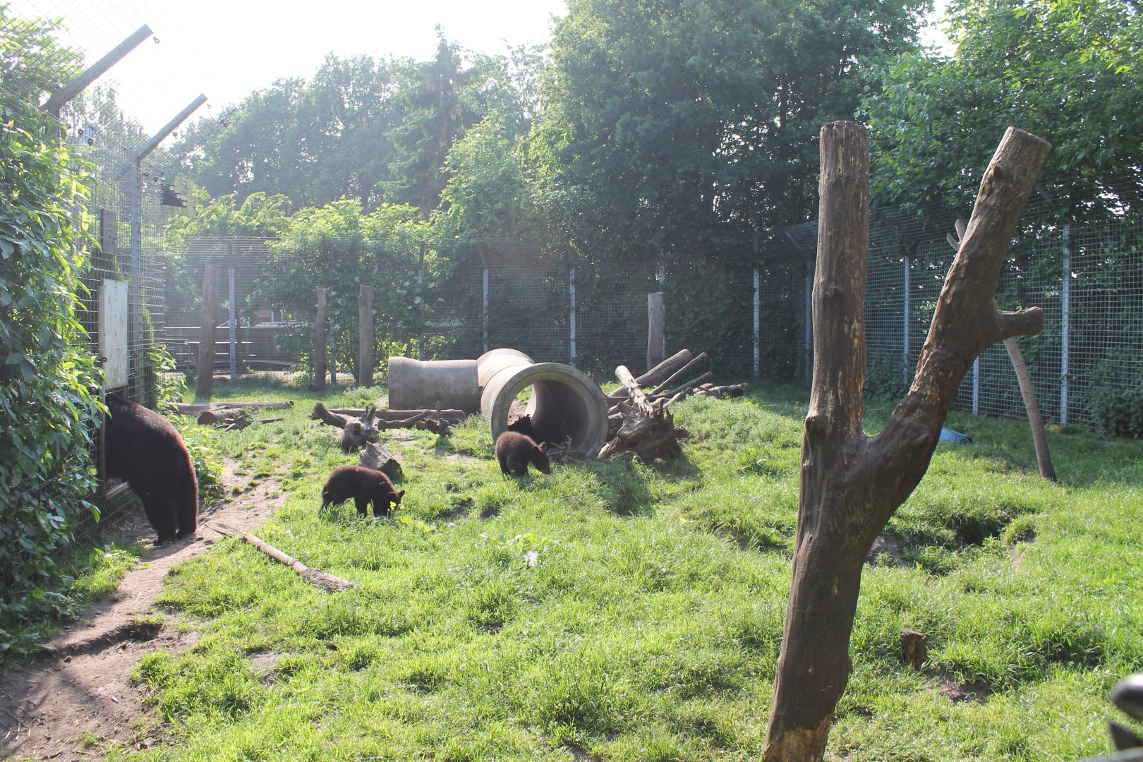 American black bear enclosure
