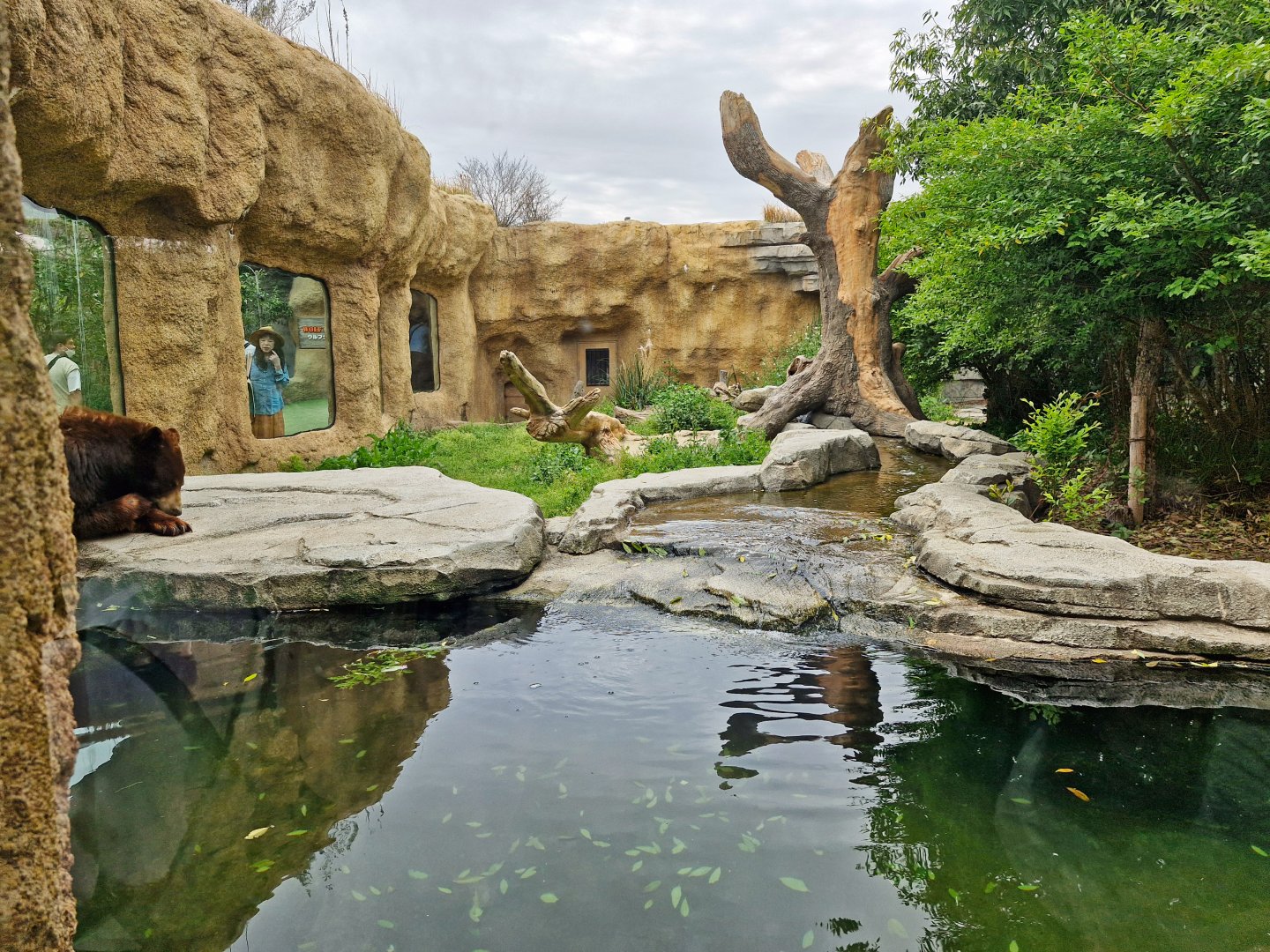 American black bear enclosure