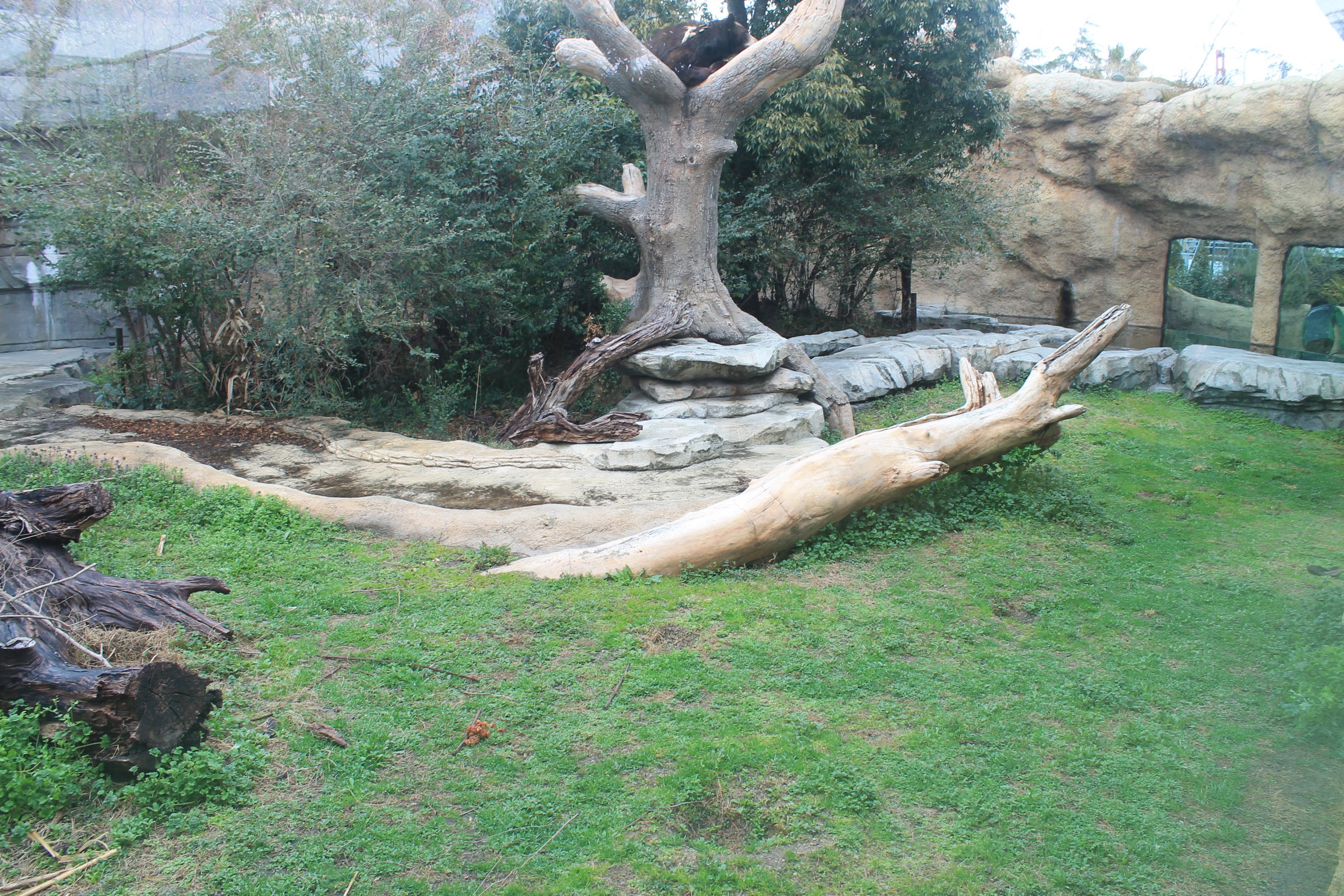 American Black Bear enclosure