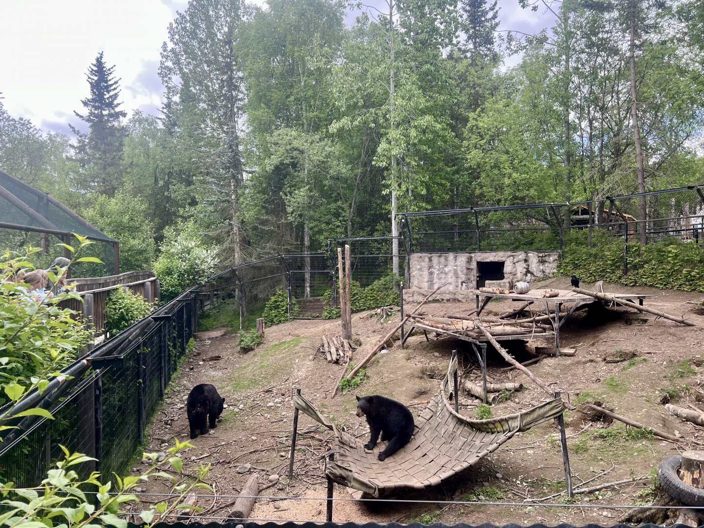 American Black Bear enclosure