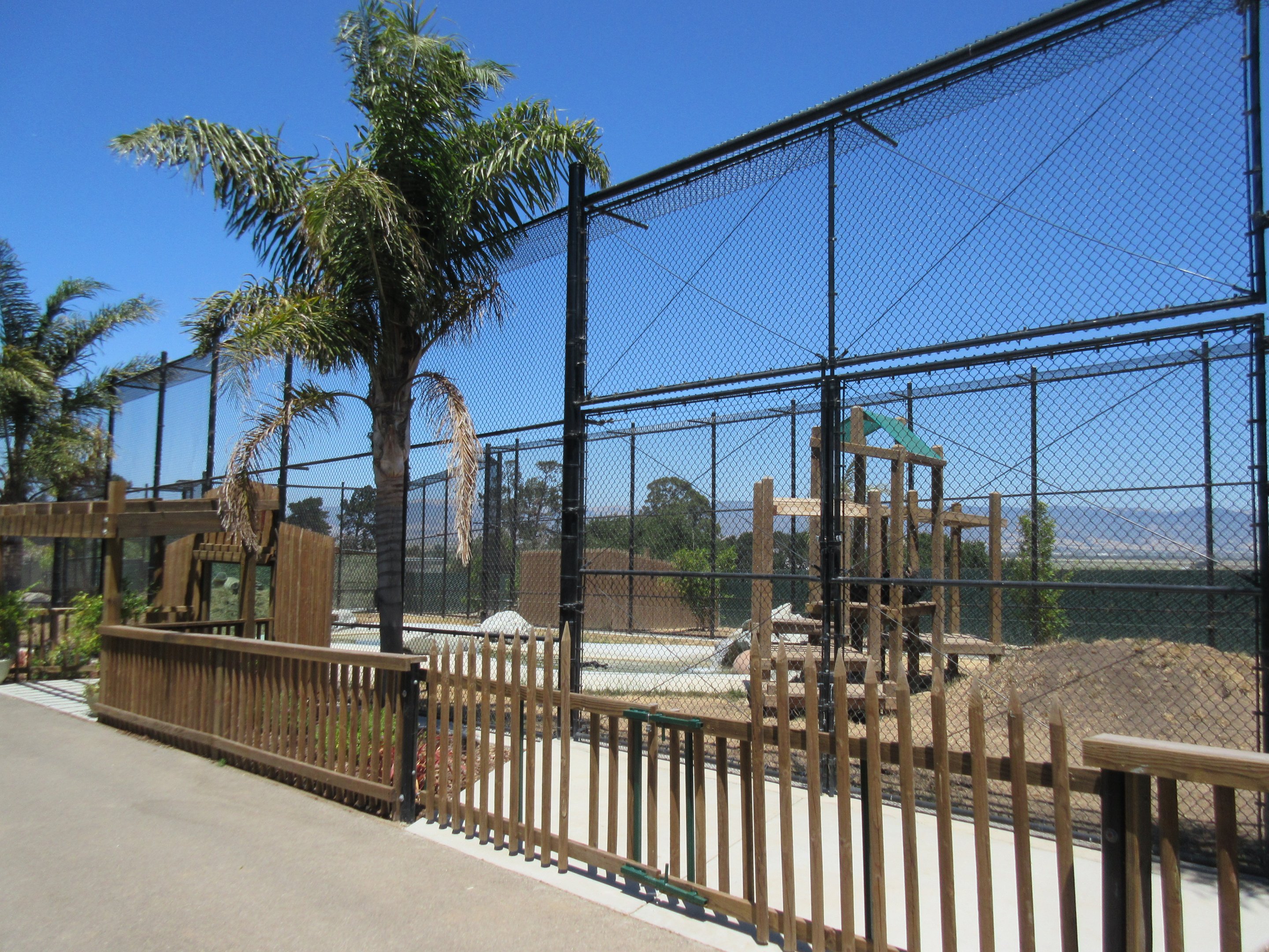 American Black Bear Exhibit #1 (New in 2017)