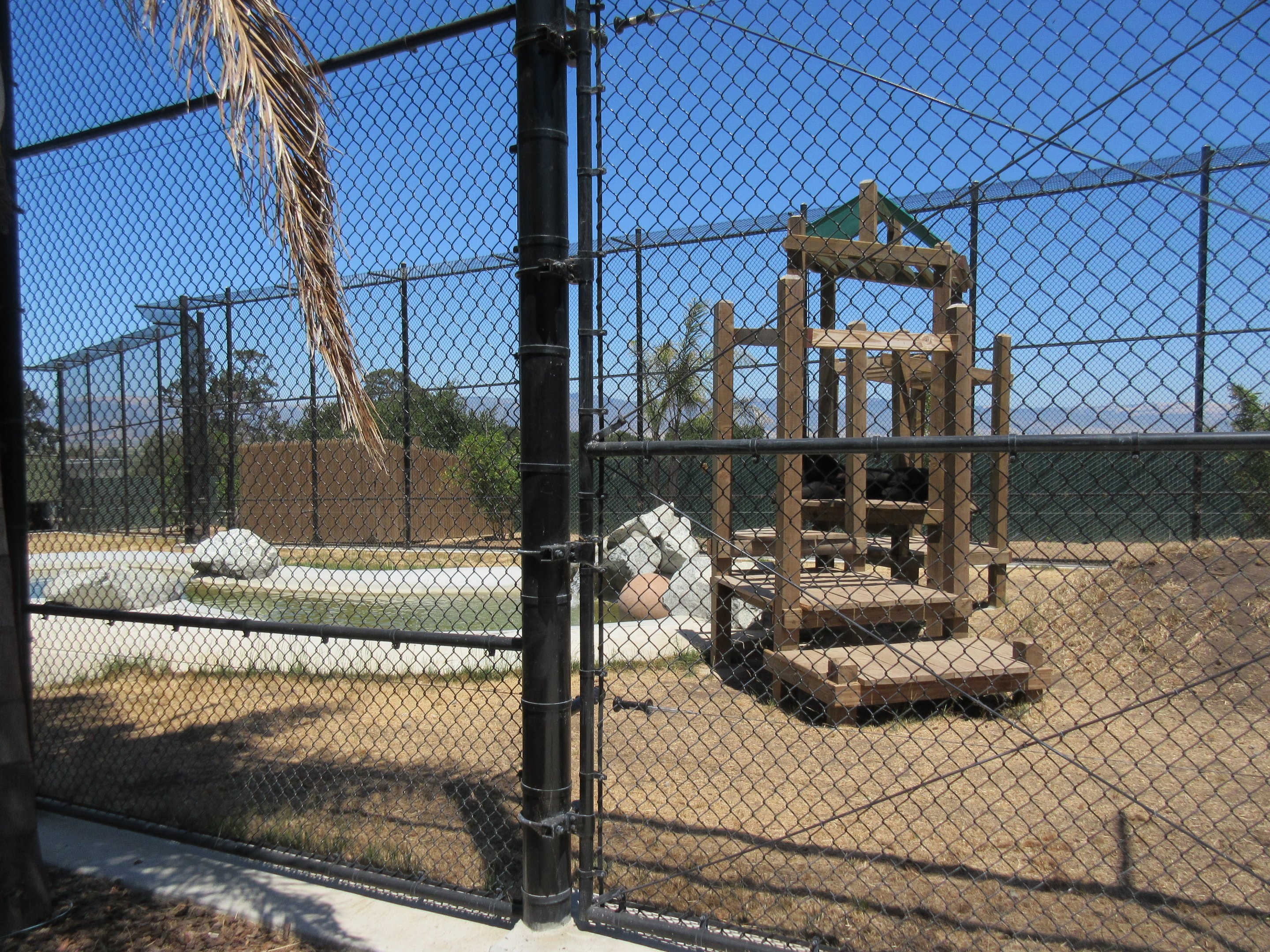 American Black Bear Exhibit #1 (New in 2017)