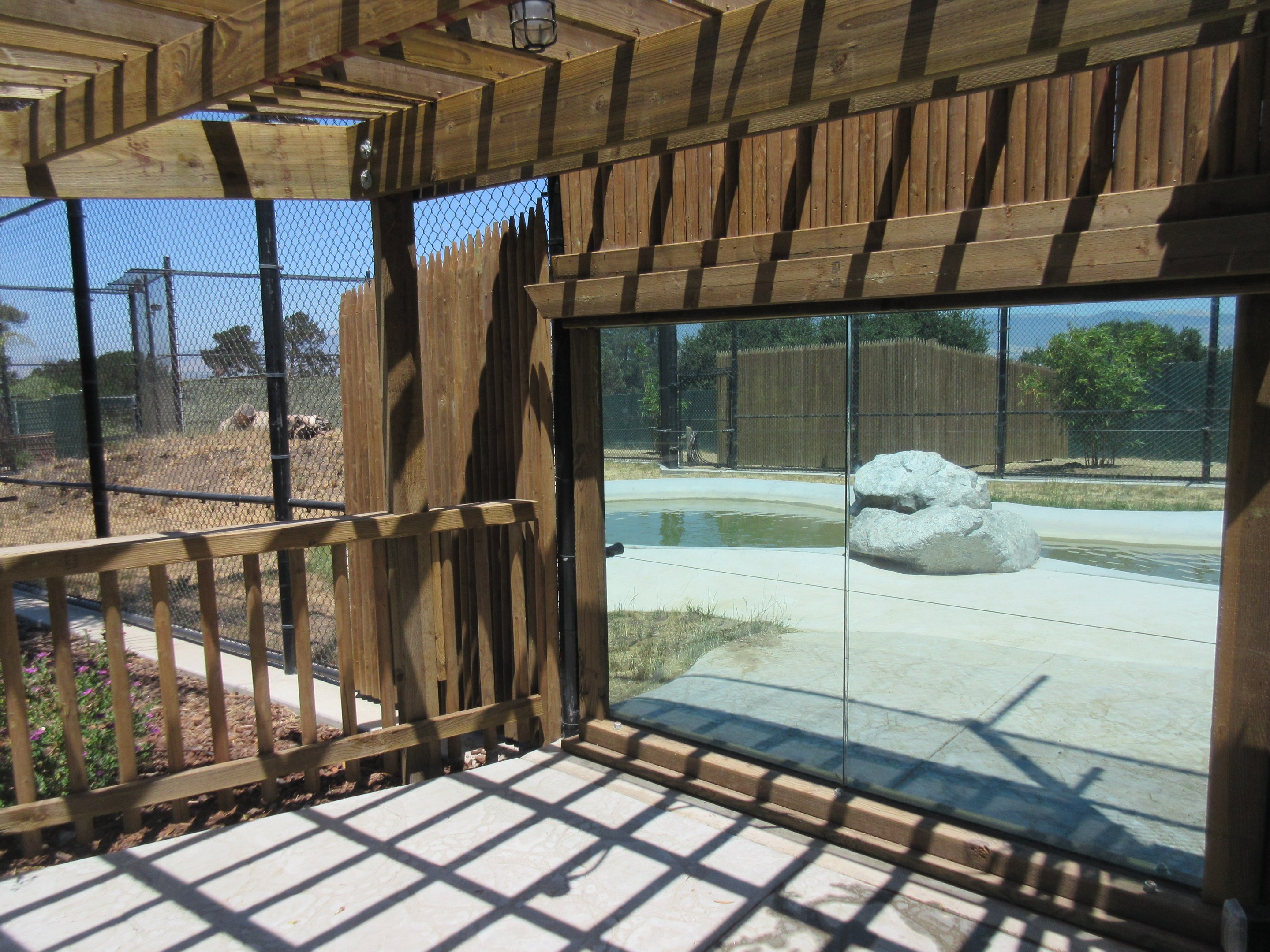 American Black Bear Exhibit #1 (New in 2017)